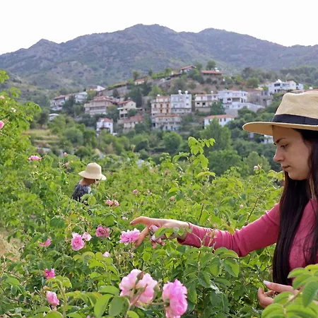 In The Hills * Limasol